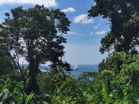 An outdoor infinity pool overlooks the ocean and a densely wooded hillside.