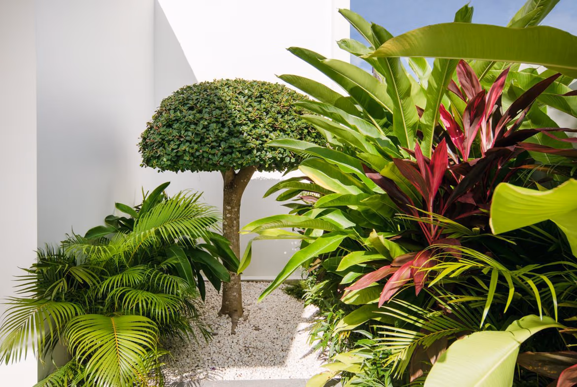 A small manicured tree with a rounded canopy surrounded by tropical plants and white gravel in a modern courtyard.